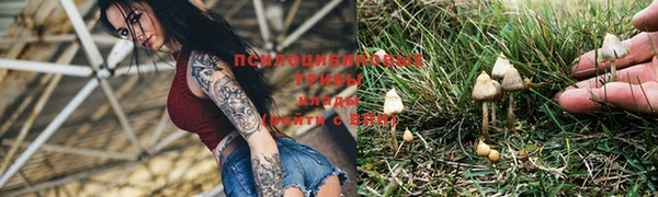 прущие грибы Пересвет